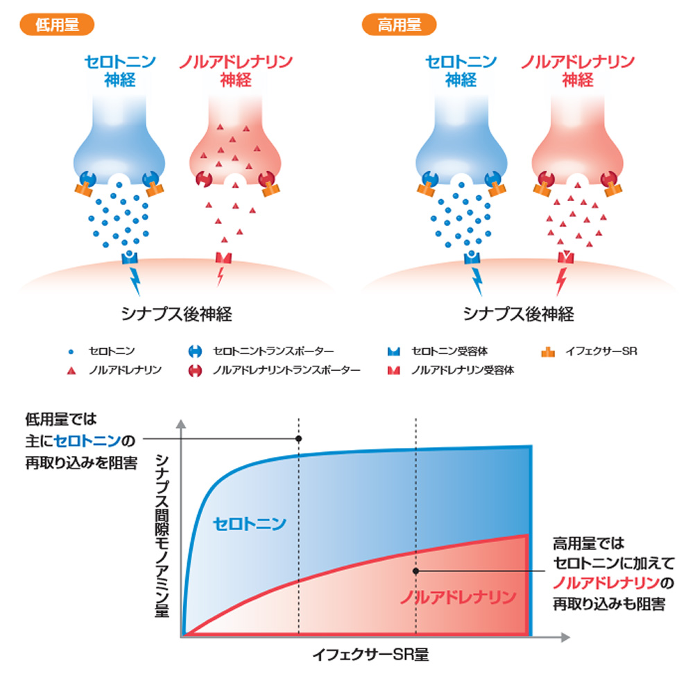 図1：イフェクサー<sup>&reg;</sup>SRの作用機序イメージ