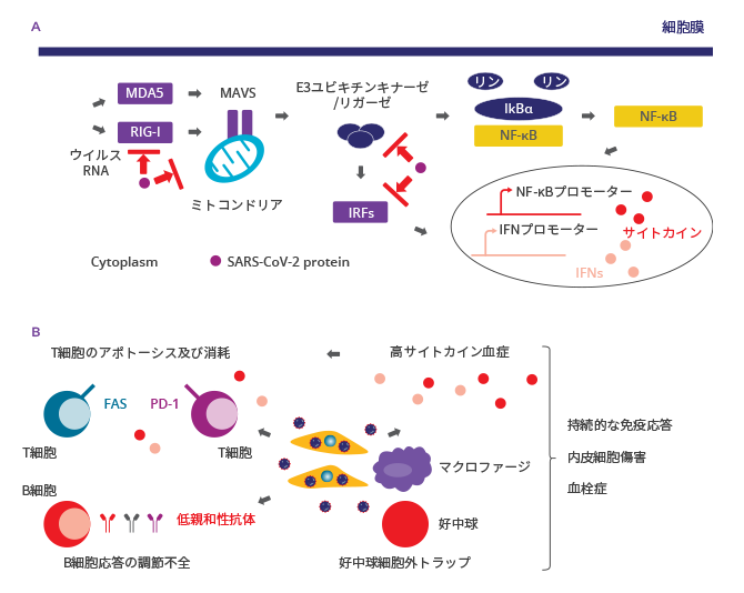 図1. COVID-19における免疫応答の調節不全（A）示唆されている新型コロナウイルス（SARS-CoV-2）の免疫回避機序（B）COVID-19における自然免疫系の過剰活性化及び獲得免疫系の抑制