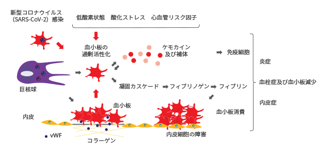 図2. COVID-19における血小板活性化及び凝固カスケード