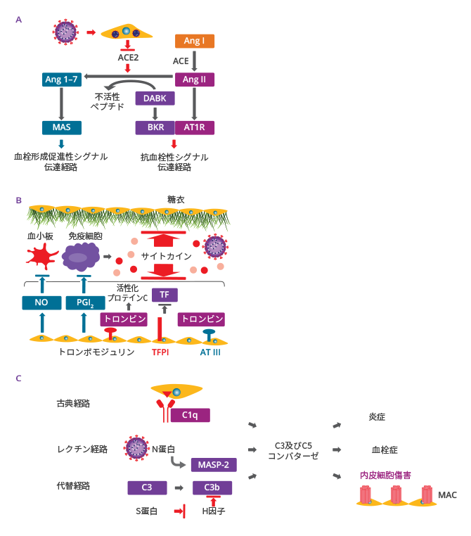 図3. COVID-19における内皮機能障害（A）新型コロナウイルス（SARS-CoV-2）感染によって内皮細胞上のACE2発現が減少する（B）COVID-19では持続的な免疫応答によって内皮機能障害が引き起こされる（C）新型コロナウイルス（SARS-CoV-2）感染によって、古典経路、レクチン経路及び代替経路を介して補体系が活性化される