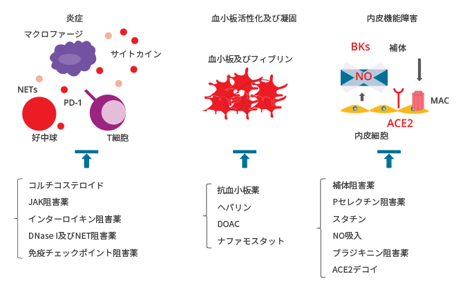 図4. COVID-19における血栓性炎症及び内皮細胞傷害を標的とする治療戦略