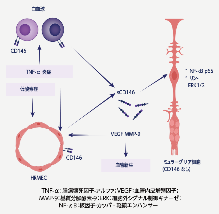 図D.ヒト網膜毛細管内皮細胞（HRMEC）