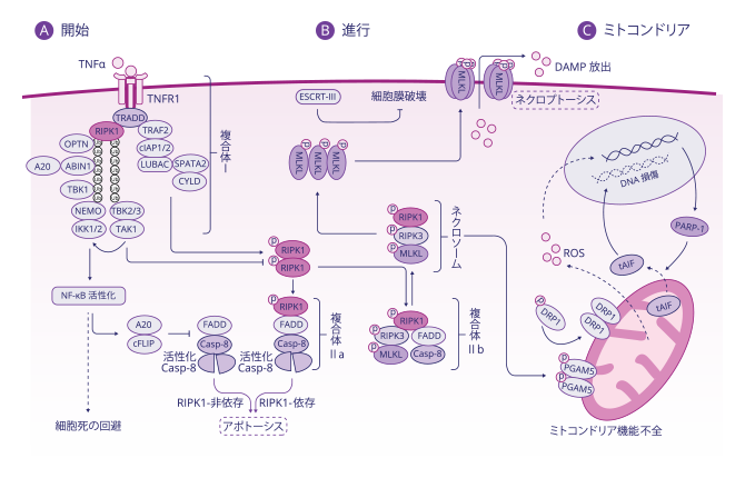 図1. ネクロプトーシスの分子機構