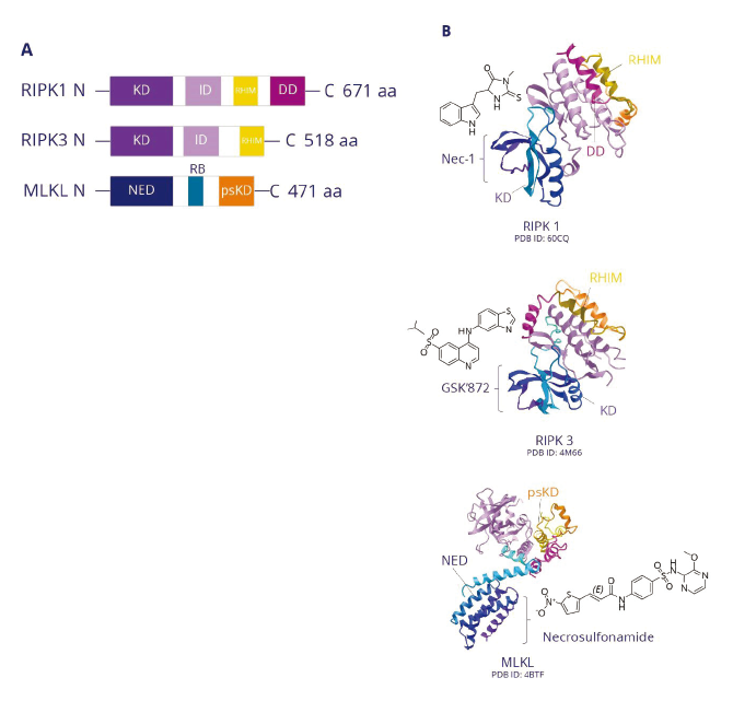 図2. ネクロプトーシスシグナル伝達タンパク質のドメインとその標的阻害剤